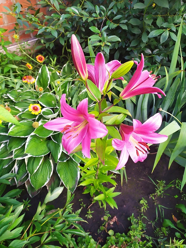 Лилия Мияби 